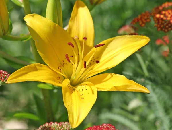 Amarillo asiático lirio — Foto de Stock