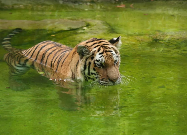 Amur tijger zwemmen in het water — Stockfoto