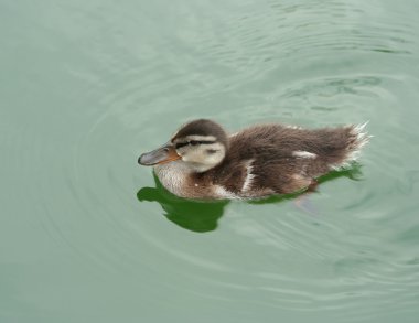 Suda yüzen şirin ördek yavrusu.