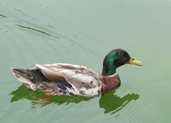 Pato mallard macho na água — Fotografia de Stock