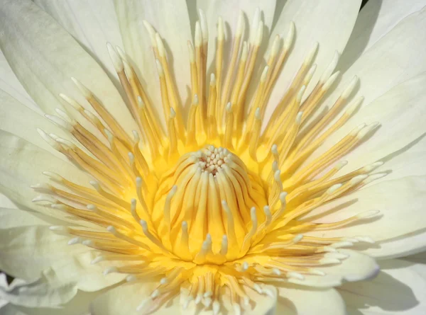 Macro of White Waterlily — Stock Photo, Image