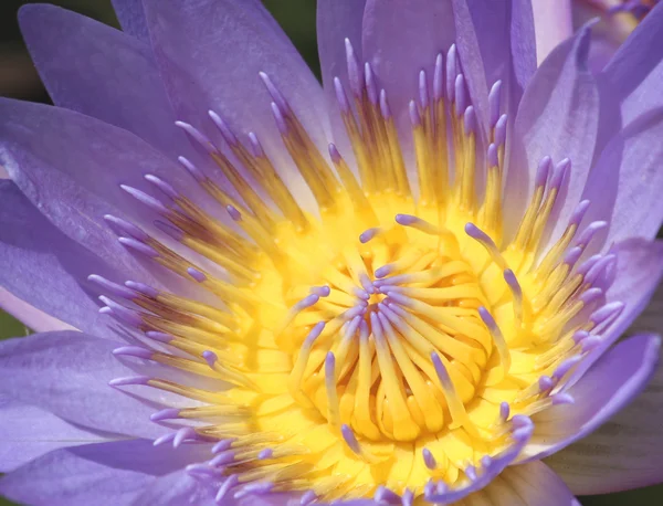 Macro van paarse waterlily — Stockfoto