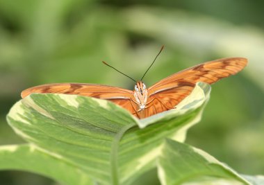 Dryas julia (dryas Iulia) kelebek yeşil yaprak
