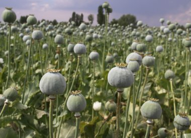 Afyon tarlası