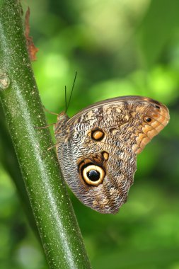 bitki üzerinde duran baykuş kelebek