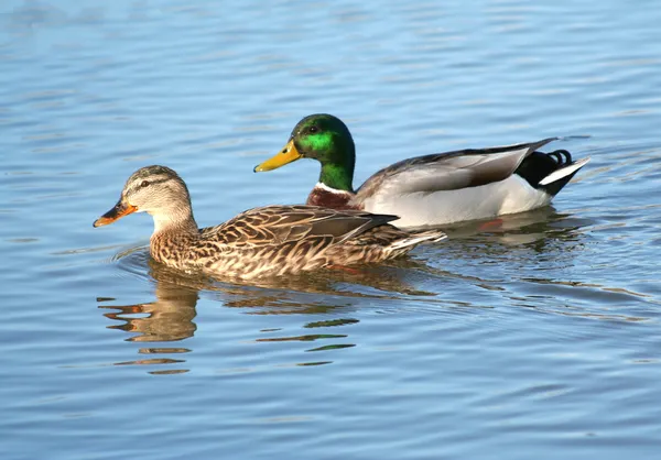 Mallard πάπια ζευγάρι στο νερό — Φωτογραφία Αρχείου