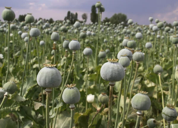 Opium Field — Stock Photo, Image
