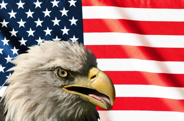 American Bald Eagle Flag Background — Stock Photo, Image