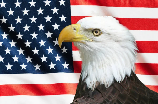 American Flag American Bald Eagle — Stock Photo, Image