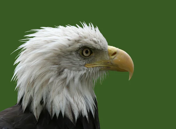 Amerikanischer Weißkopfseeadler Isoliert Auf Grün — Stockfoto