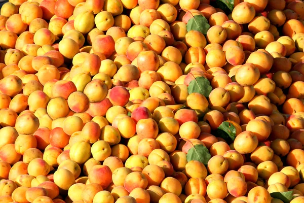 Fresh Organic Apricots Sale Farmers Market Mersin Turkey — Stock Photo, Image