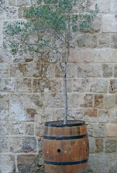 Olive Tree growing in the Barrel by the Rock Wall in Rhodes,Greece