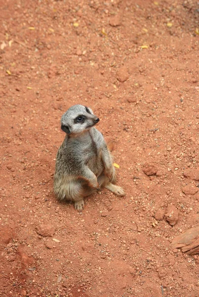 Cute Meerkat Standing Red Soil Looking — Fotografia de Stock