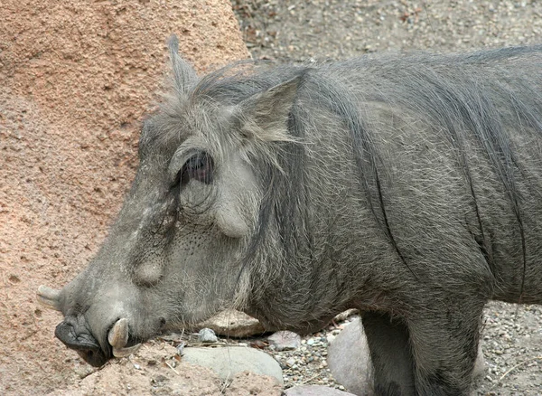 Head Shot Common Warthog Kenya Africa — Fotografia de Stock