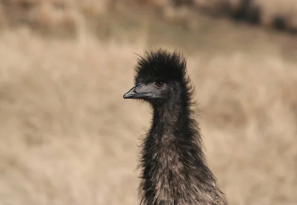 Avustralya Bir Emu Portresi — Stok fotoğraf