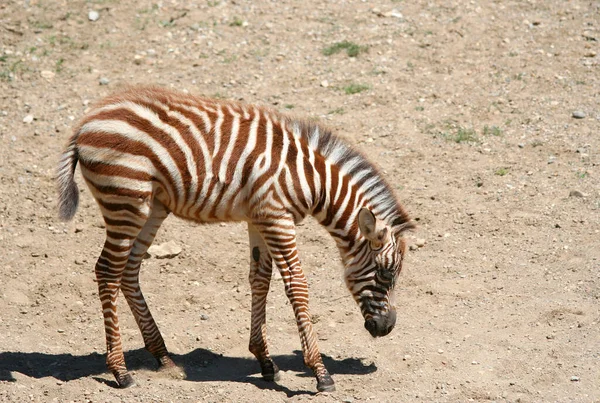 Jovem Zebra Procura Comida Quênia África — Fotografia de Stock