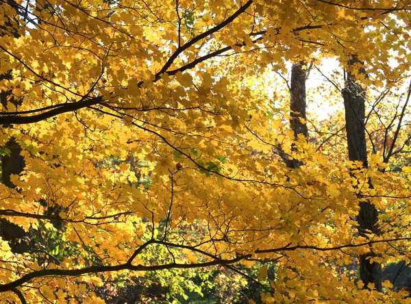 Tree Yellow Fall Leaves Mansfield Indiana — Stock Photo, Image