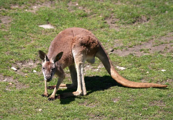 Kangourou Debout Milieu Terrain Parc Local Sydney Australie — Photo
