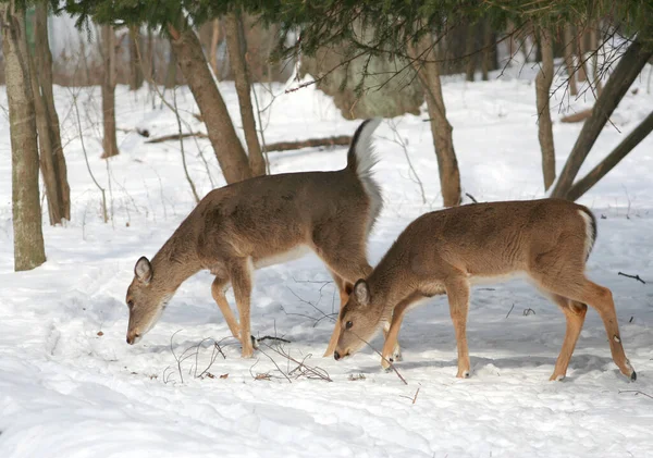 Cerfs Virginie Recherche Nourriture Dans Neige Indianapolis Indiana — Photo