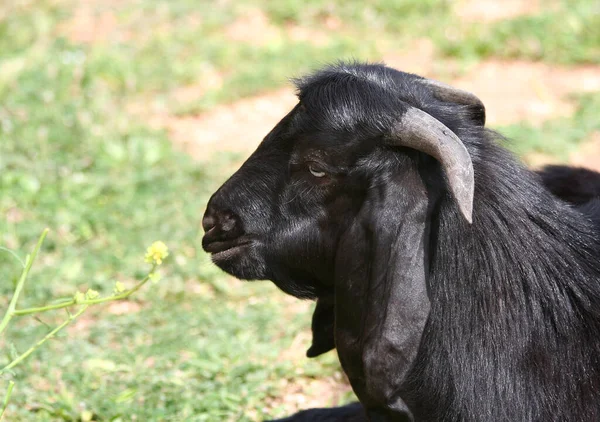 Uma Cabra Macho Que Cheira Flor Selvagem Amarela Mersin Turquia — Fotografia de Stock