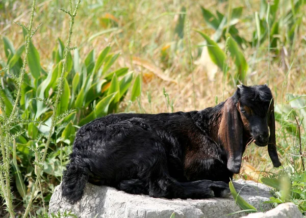Cabra Negra Comendo Grama Era Romana Ruínas Ficando Sol Mersin — Fotografia de Stock