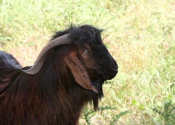 Red Goat Long Horn Mersin Turkey — Stock Photo, Image