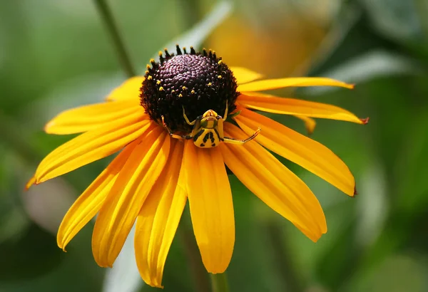 Aranha Amarela Flor Verão Amarelo Indianapolis Indiana Eua — Fotografia de Stock