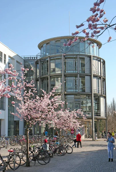 Gottingen Germany March Cherry Blossoms Unidentified Students Library Georg August — 스톡 사진