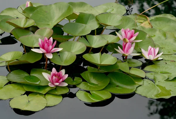 Pink Water Lilies Green Lily Pads Indianapolis — Stock Photo, Image
