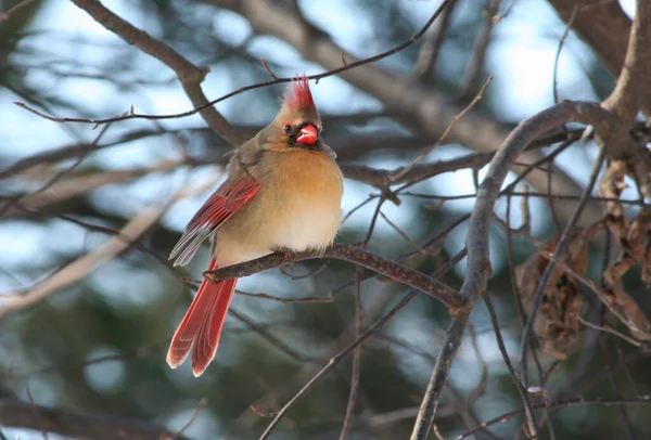 Cardinale Donna Sull Albero Indianapolis Indiana — Foto Stock