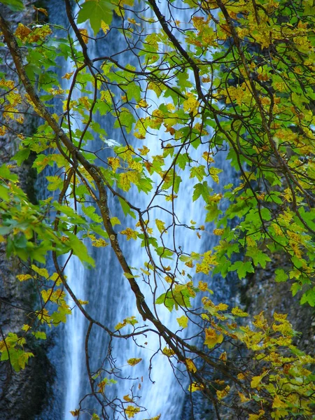 Cores de outono — Fotografia de Stock