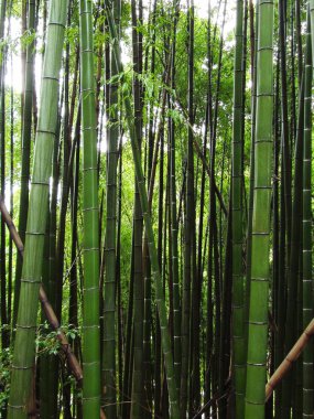 Bambu ormanı