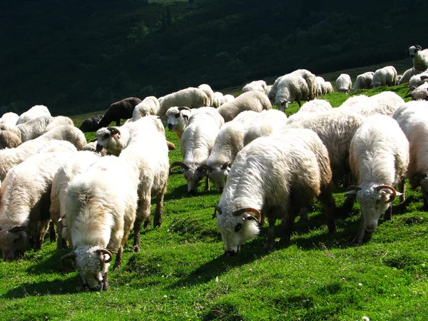 Sheep flock — Stock Photo, Image