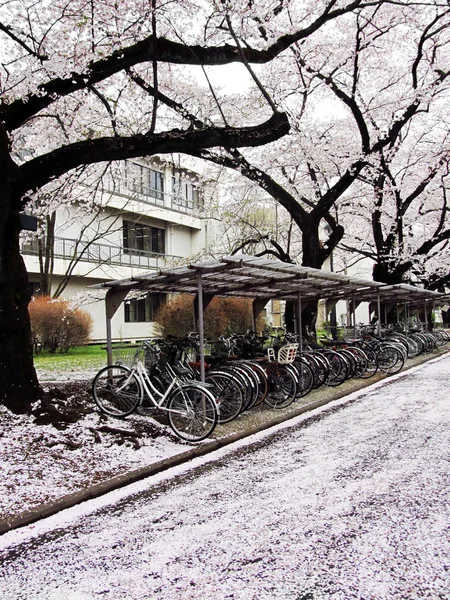 Bicycle parking lot surrounded by japanese cherry blossoms — Stock Photo, Image