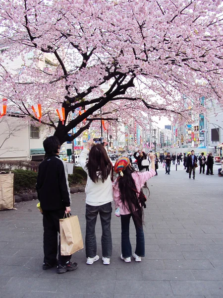 Japanese family enjoying cherry blossoms — Stock Photo, Image