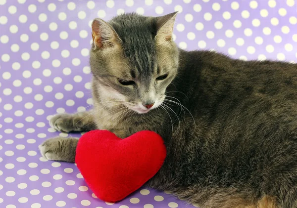 Traurige Miezekatze — Stockfoto