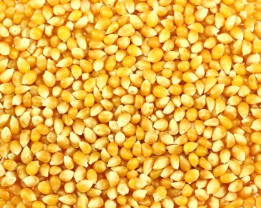 Corn grains clipart