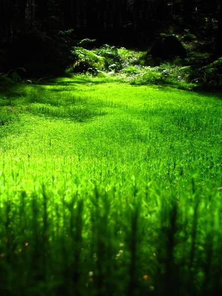 Suelo de bosque musgoso con hermosa luz del sol cayendo en el medio —  Fotos de Stock