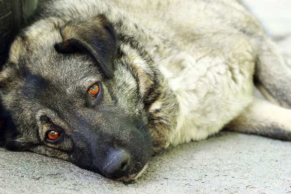 Sad stray dog — Stock Photo, Image