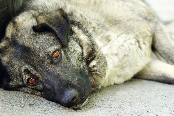 Trauriger Straßenhund lizenzfreie Stockbilder