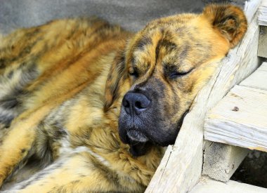 Saint bernard köpeği