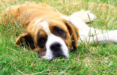 Saint bernard köpeği