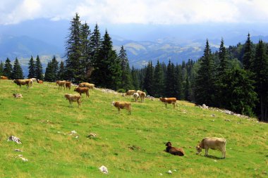 İnekler çayırda Transilvanya, Romanya tarihinde