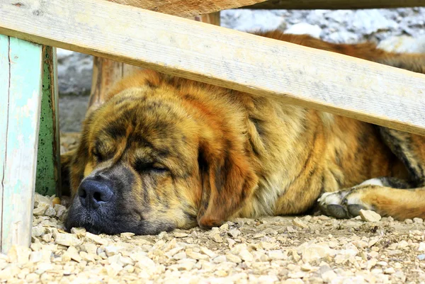Saint Bernard dog — Stock Photo, Image