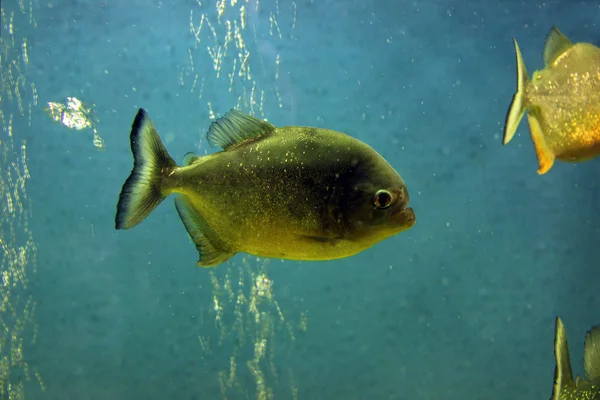 Piranha-Fisch — Stockfoto