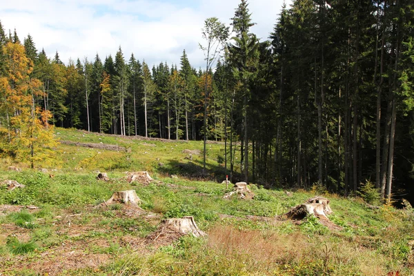 Deforestazione — Foto Stock