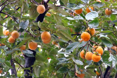 Japon hurma ağacı ( kaki )