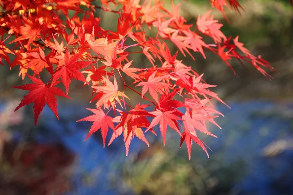 Japon akçaağaç ağacı yaprakları ( momiji )