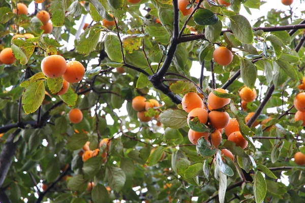 Kakibaum — Stockfoto