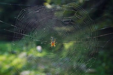 Örümcek ağı, ortadaki örümcekle yakınlaşır.